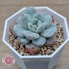 Load image into Gallery viewer, Echeveria 'Pomegranate Hosikage' - John & Norma's Succulents Australia