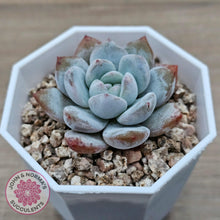 Load image into Gallery viewer, Echeveria 'Pomegranate Hosikage' - John & Norma's Succulents Australia