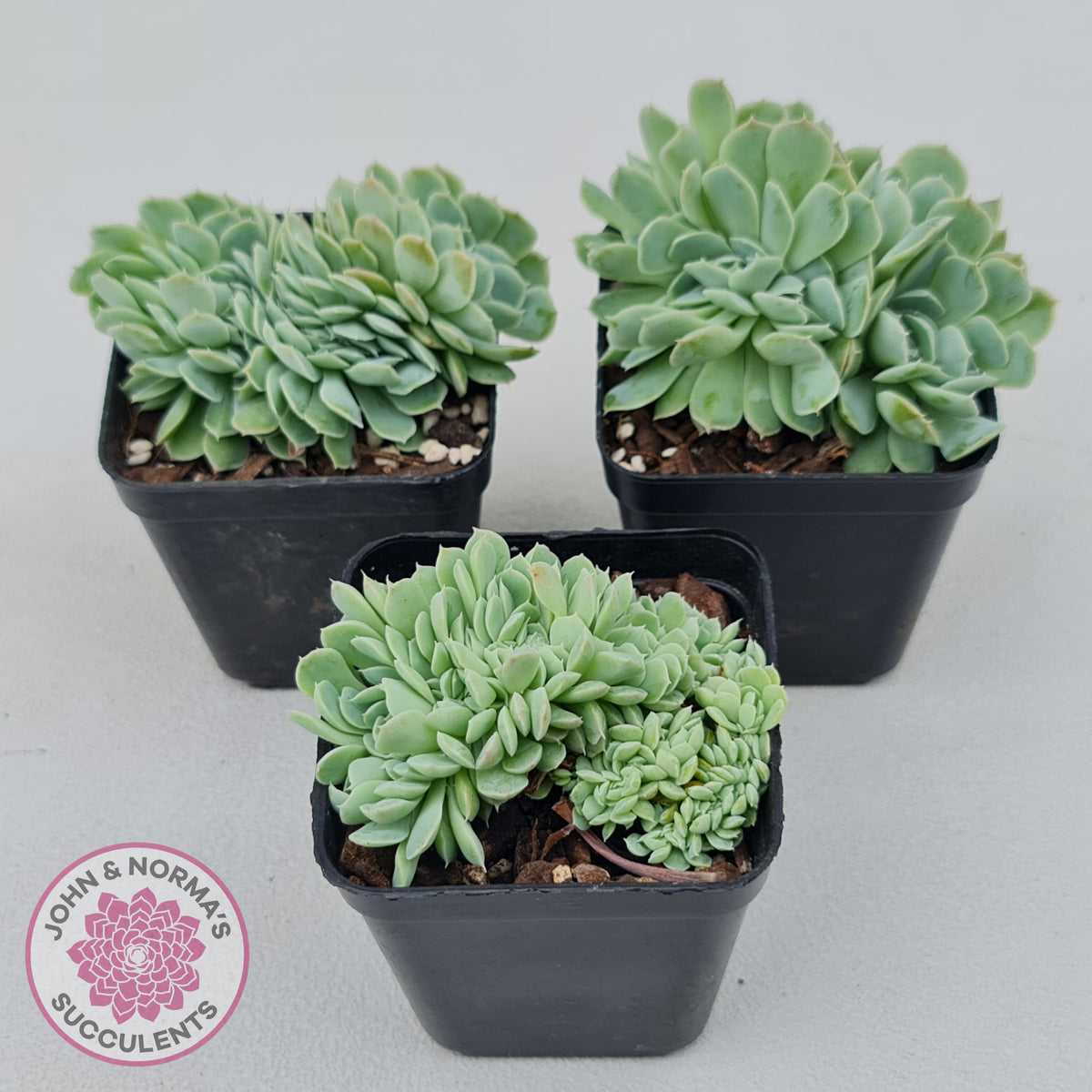 Echeveria elegans potosina 'Crystal' Cristata