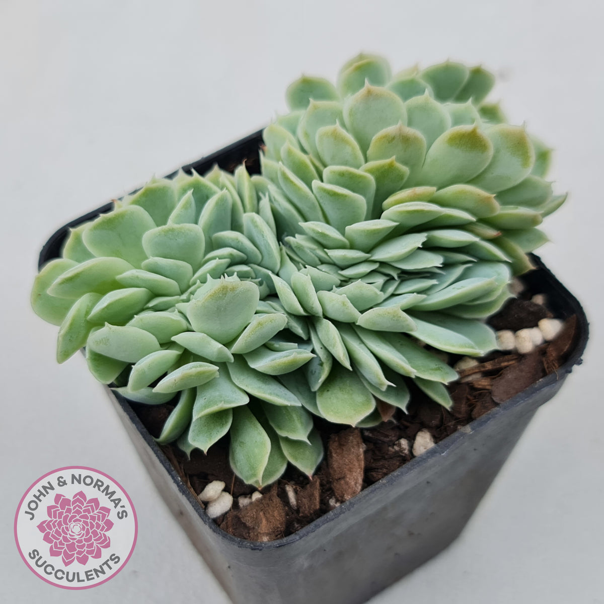 Echeveria elegans potosina 'Crystal' Cristata