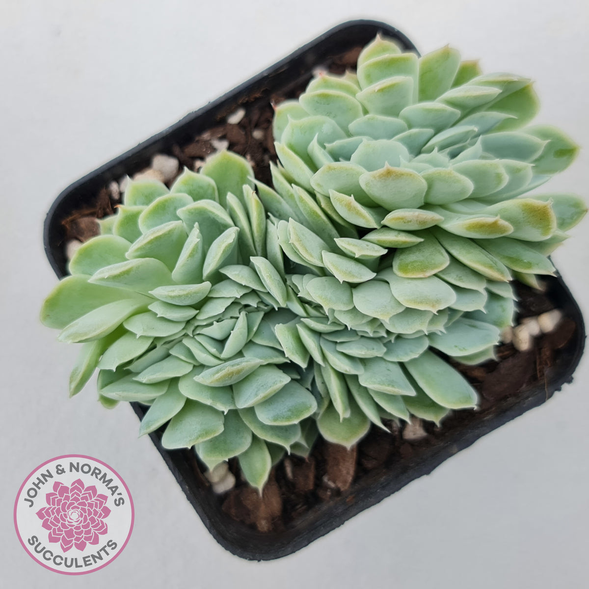 Echeveria elegans potosina 'Crystal' Cristata
