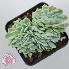 Load image into Gallery viewer, Echeveria elegans potosina 'Crystal' Cristata