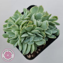 Load image into Gallery viewer, Echeveria elegans potosina 'Crystal' Cristata