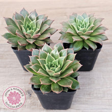 Load image into Gallery viewer, Echeveria 'Ppippi Saeu' - John & Norma's Succulents Australia