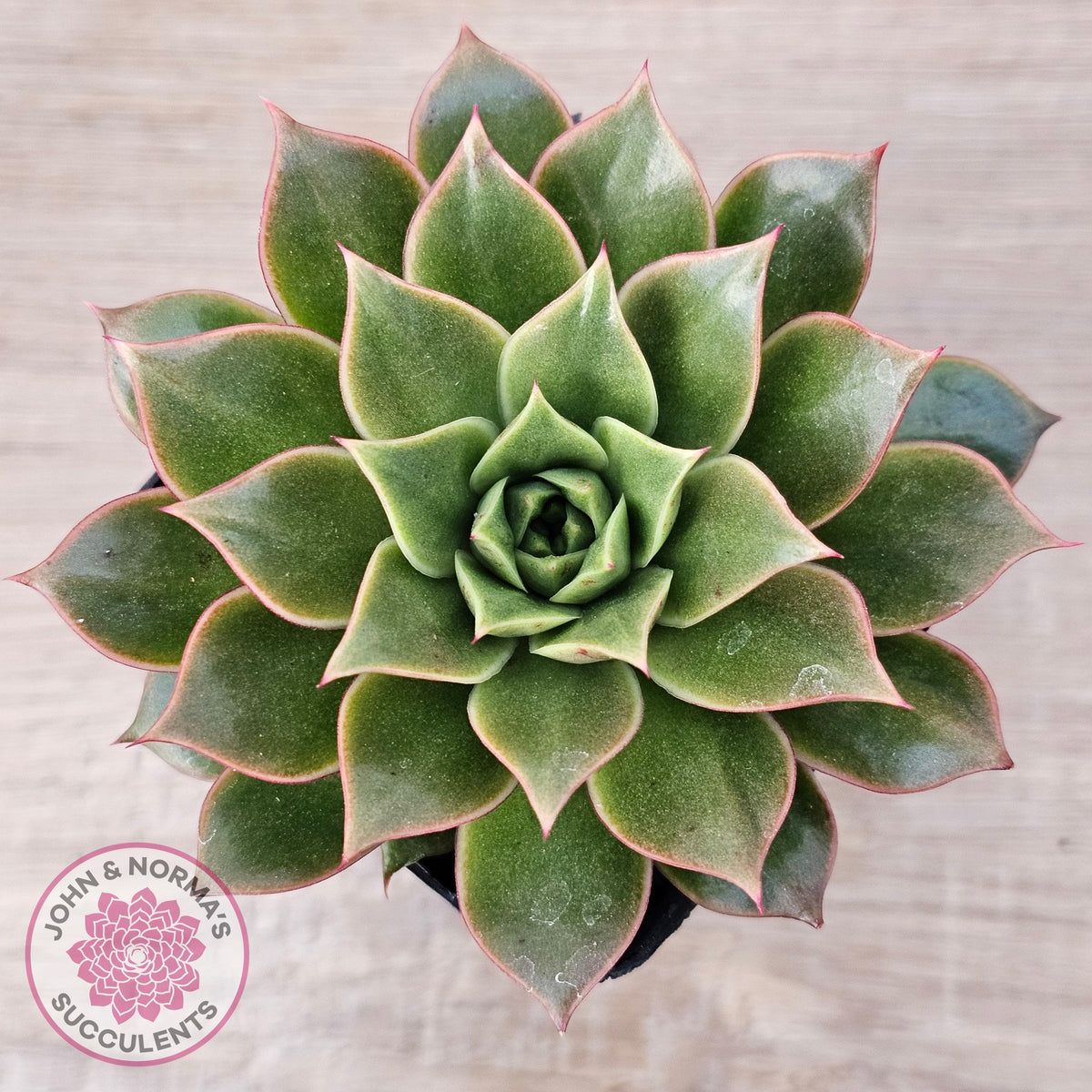 Echeveria 'Ppippi Saeu'