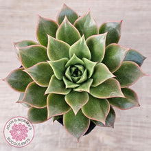 Load image into Gallery viewer, Echeveria 'Ppippi Saeu' - John & Norma's Succulents Australia