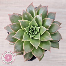Load image into Gallery viewer, Echeveria 'Ppippi Saeu' - John & Norma's Succulents Australia