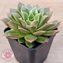 Load image into Gallery viewer, Echeveria 'Ppippi Saeu' - John & Norma's Succulents Australia