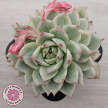 Load image into Gallery viewer, Echeveria 'Prism' Variegata