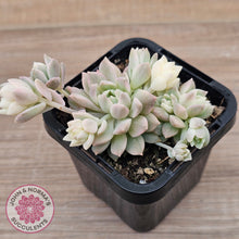 Load image into Gallery viewer, Echeveria Prolifica Variegata
