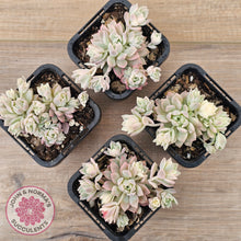 Load image into Gallery viewer, Echeveria Prolifica Variegata