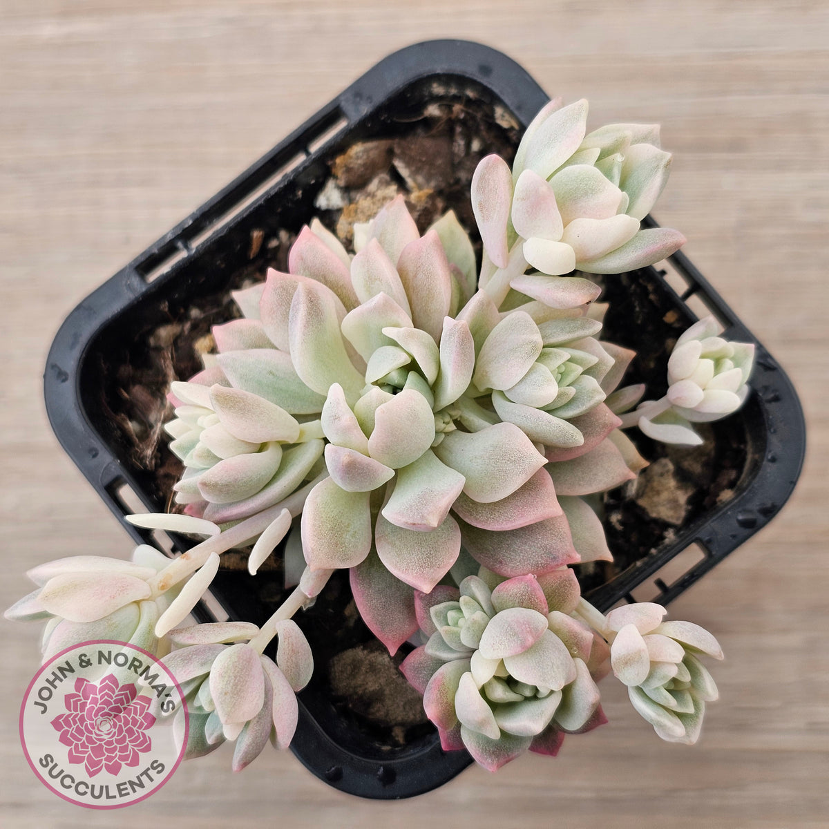 Echeveria prolifica variegata