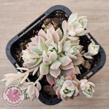 Load image into Gallery viewer, Echeveria Prolifica Variegata