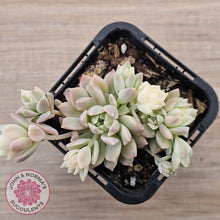 Load image into Gallery viewer, Echeveria Prolifica Variegata