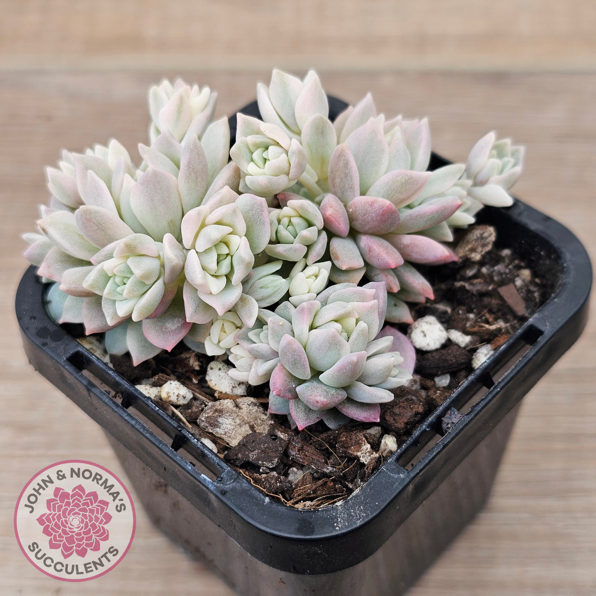 Echeveria prolifica variegata