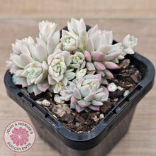 Load image into Gallery viewer, Echeveria Prolifica Variegata