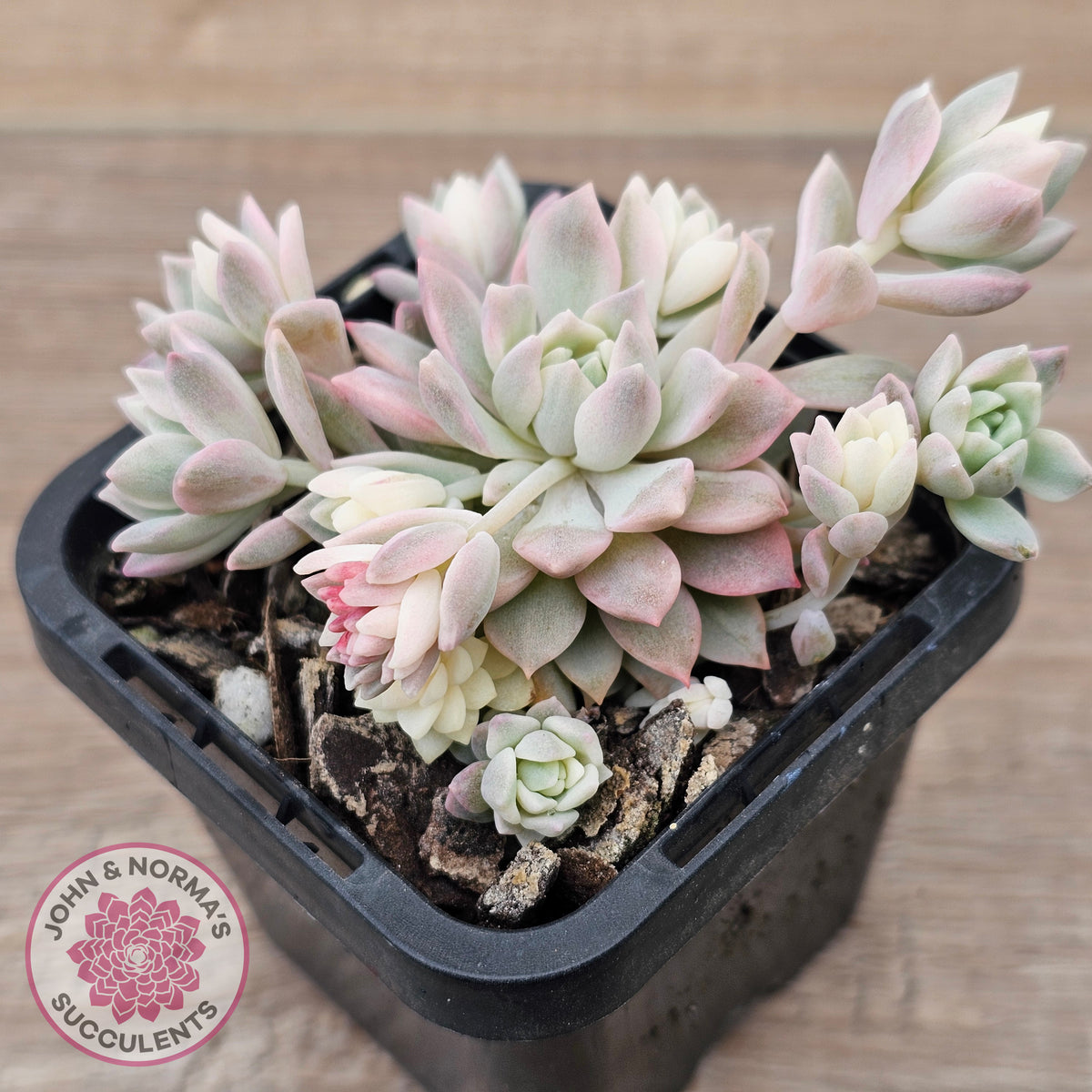 Echeveria prolifica variegata