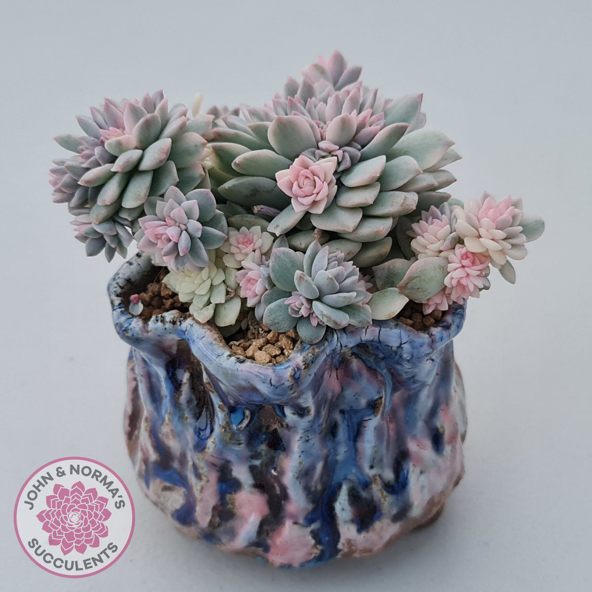 Echeveria prolifica variegata