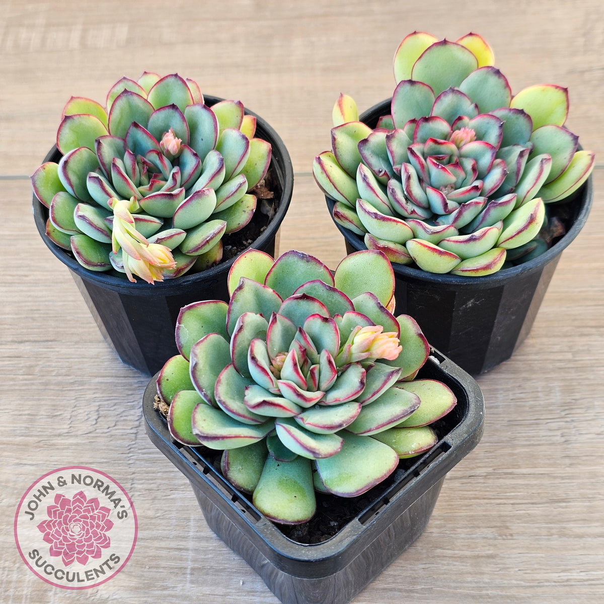 Echeveria pulidonis