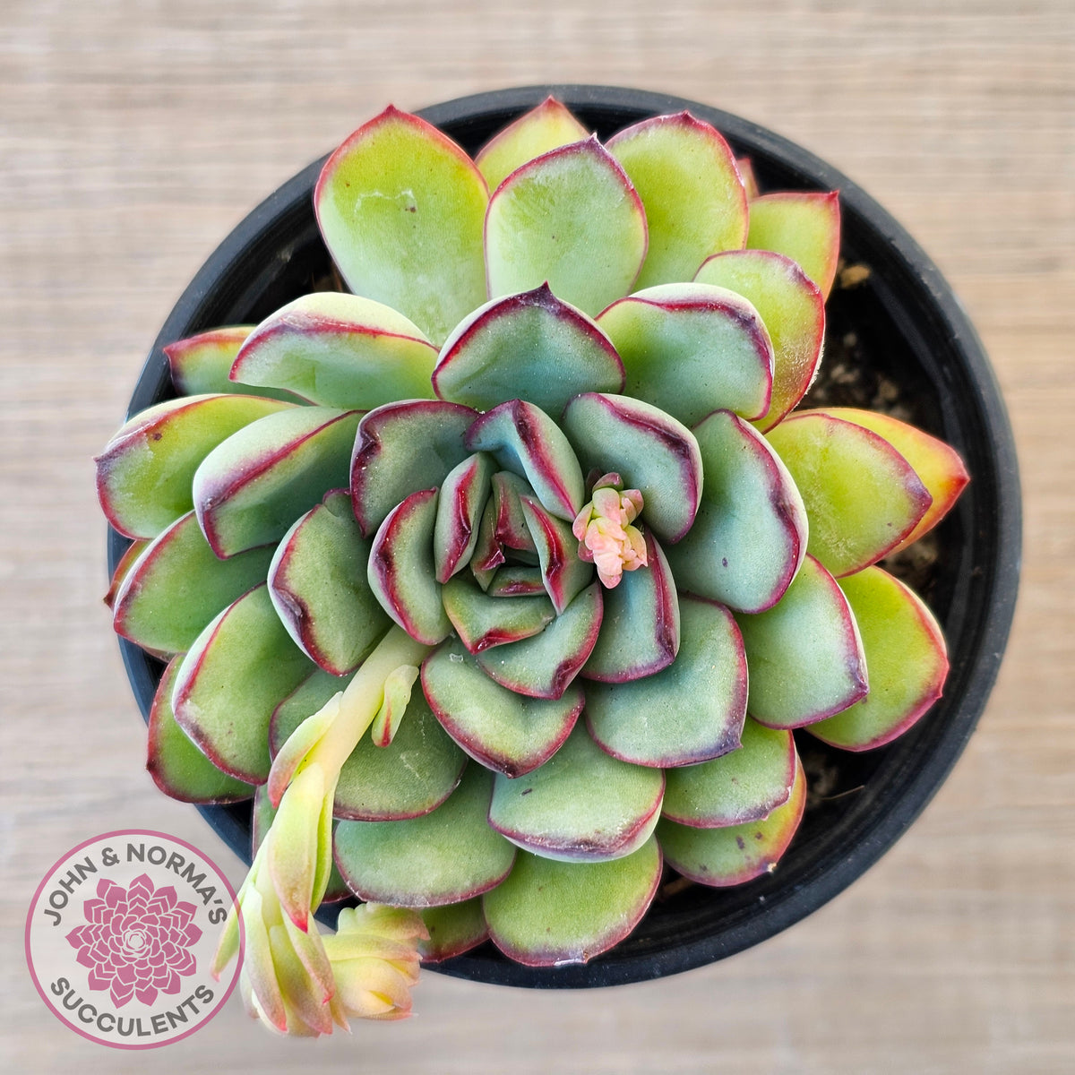 Echeveria pulidonis