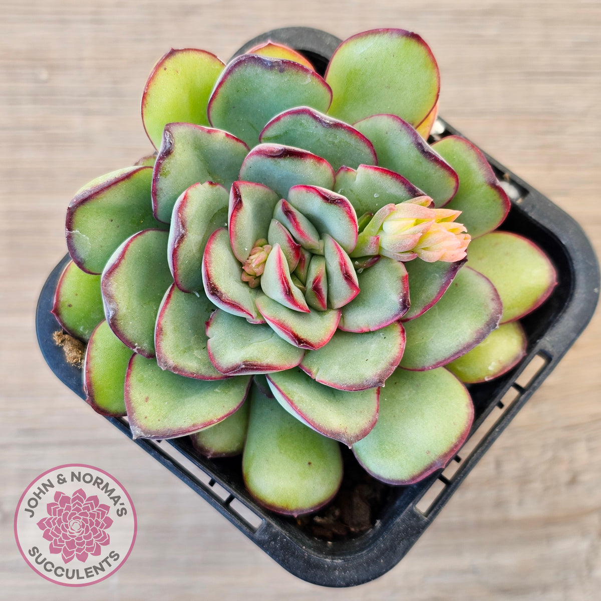 Echeveria pulidonis
