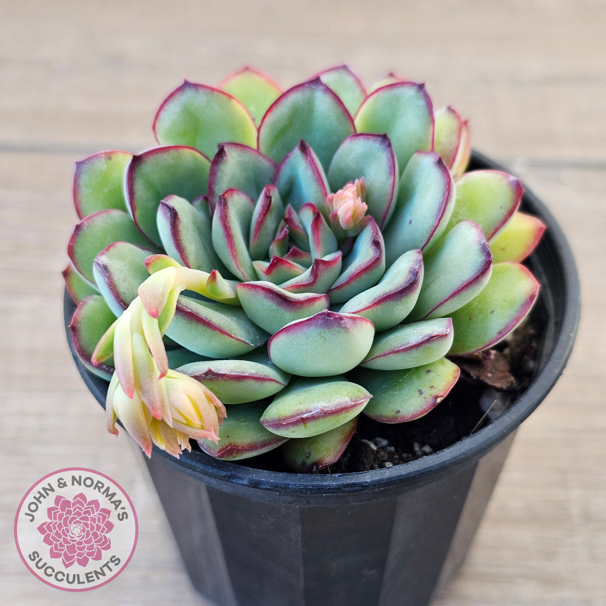 Echeveria pulidonis