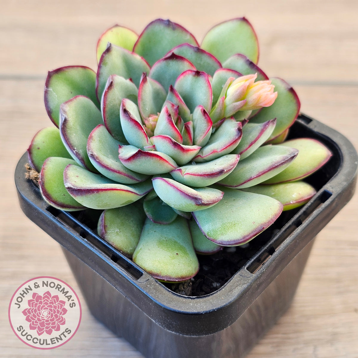 Echeveria pulidonis
