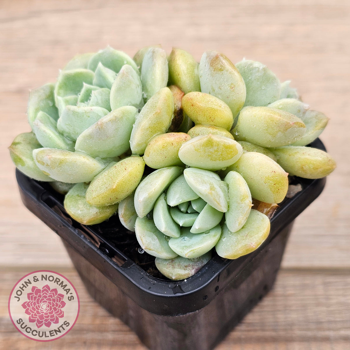 Echeveria 'Pure Love Changhee'