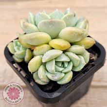 Load image into Gallery viewer, Echeveria 'Pure Love Changhee'