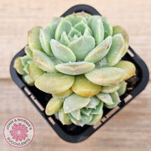 Load image into Gallery viewer, Echeveria 'Pure Love Changhee'