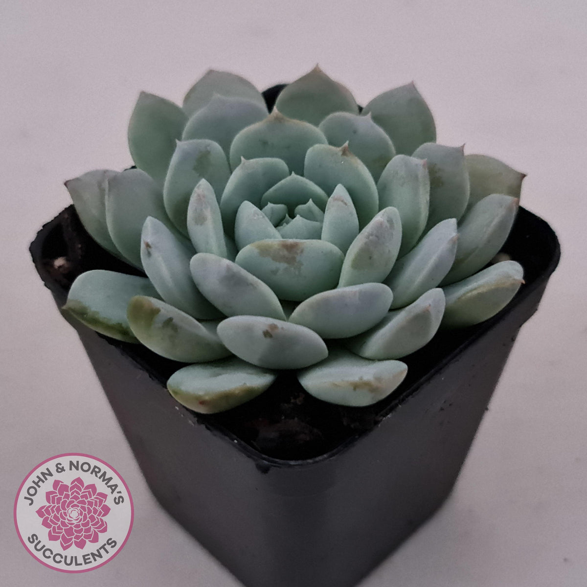 Echeveria 'Pure Love'