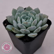 Load image into Gallery viewer, Echeveria 'Pure Love' - John & Norma's Succulents Australia