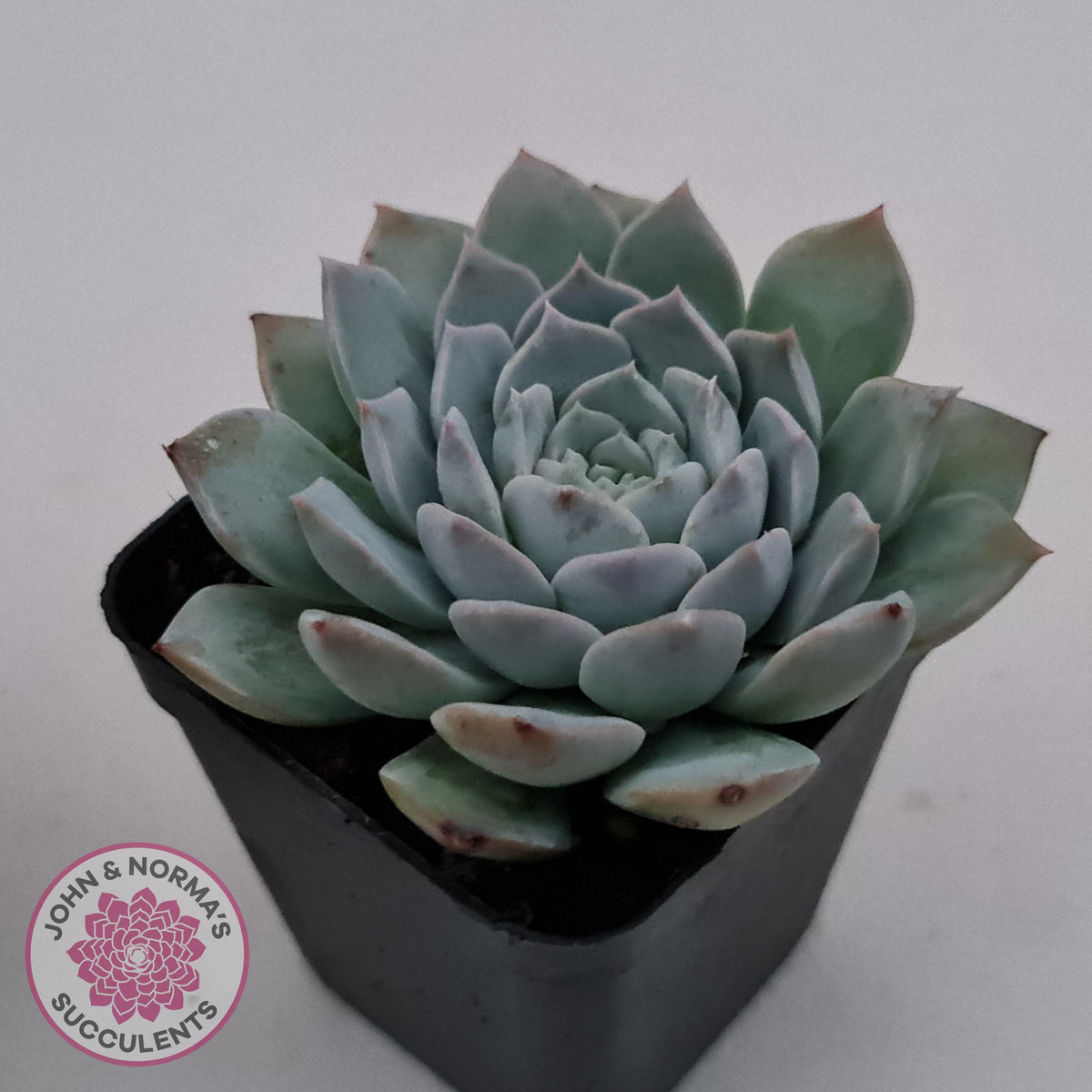 Echeveria 'Pure Love'