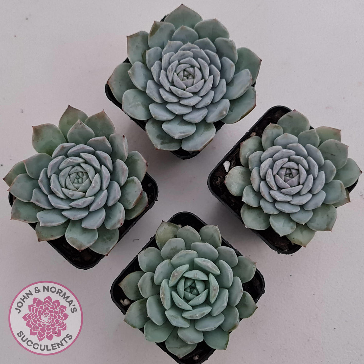 Echeveria 'Pure Love'