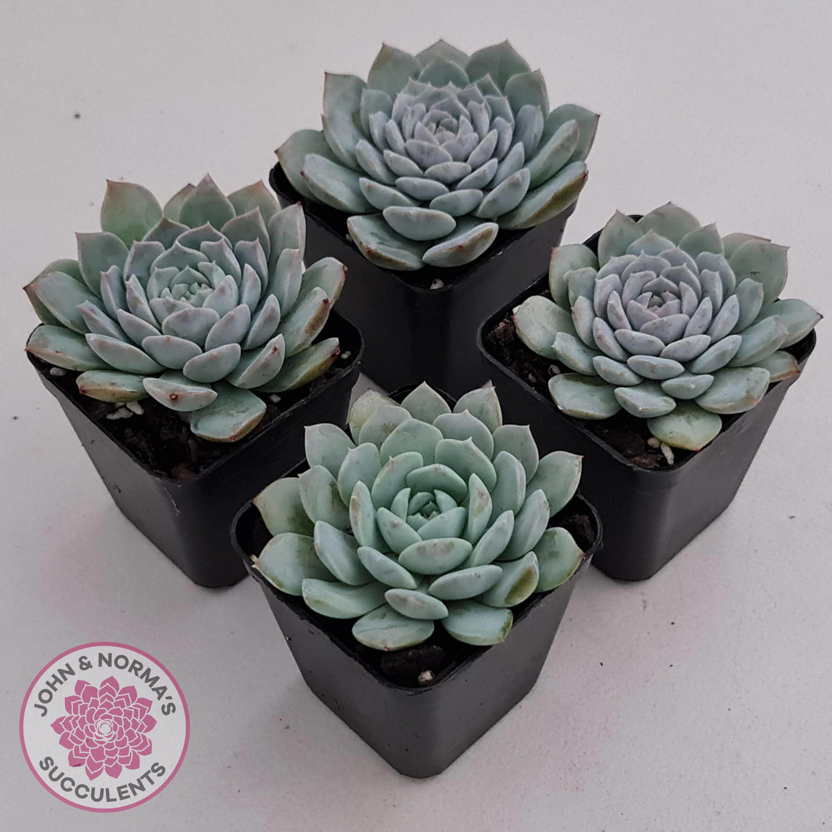 Echeveria 'Pure Love'