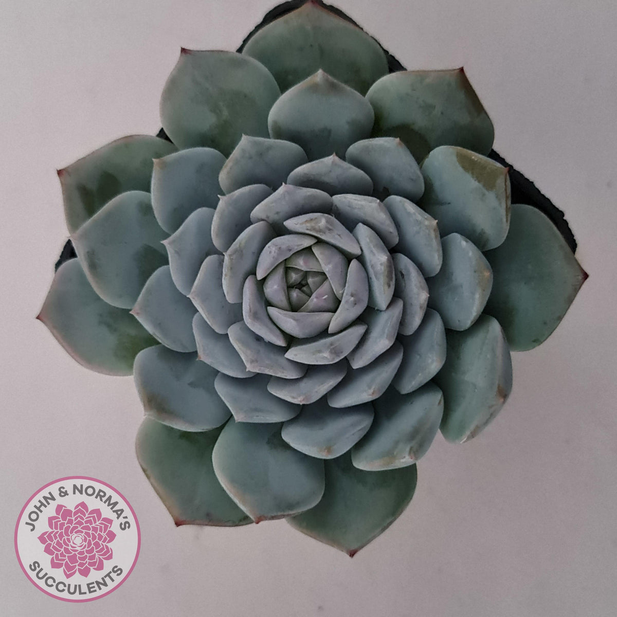 Echeveria 'Pure Love'
