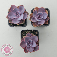 Load image into Gallery viewer, Echeveria 'Purple Pearl'