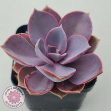 Load image into Gallery viewer, Echeveria 'Purple Pearl'
