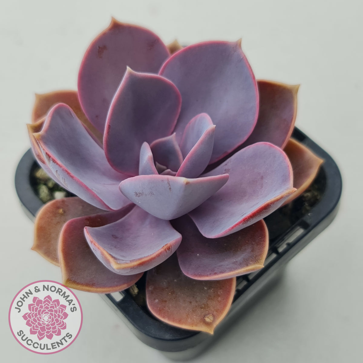 Echeveria 'Purple Pearl'