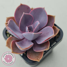 Load image into Gallery viewer, Echeveria 'Purple Pearl'