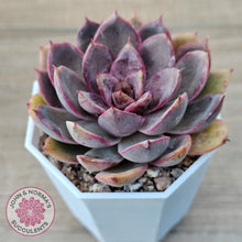 Load image into Gallery viewer, Echeveria 'Purple Rose'