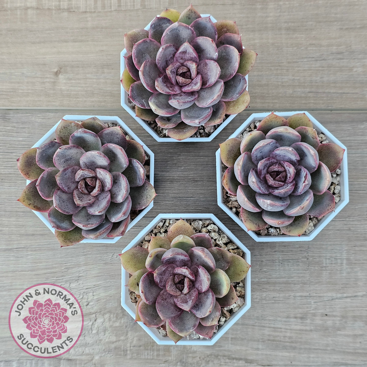 Echeveria 'Purple Rose'