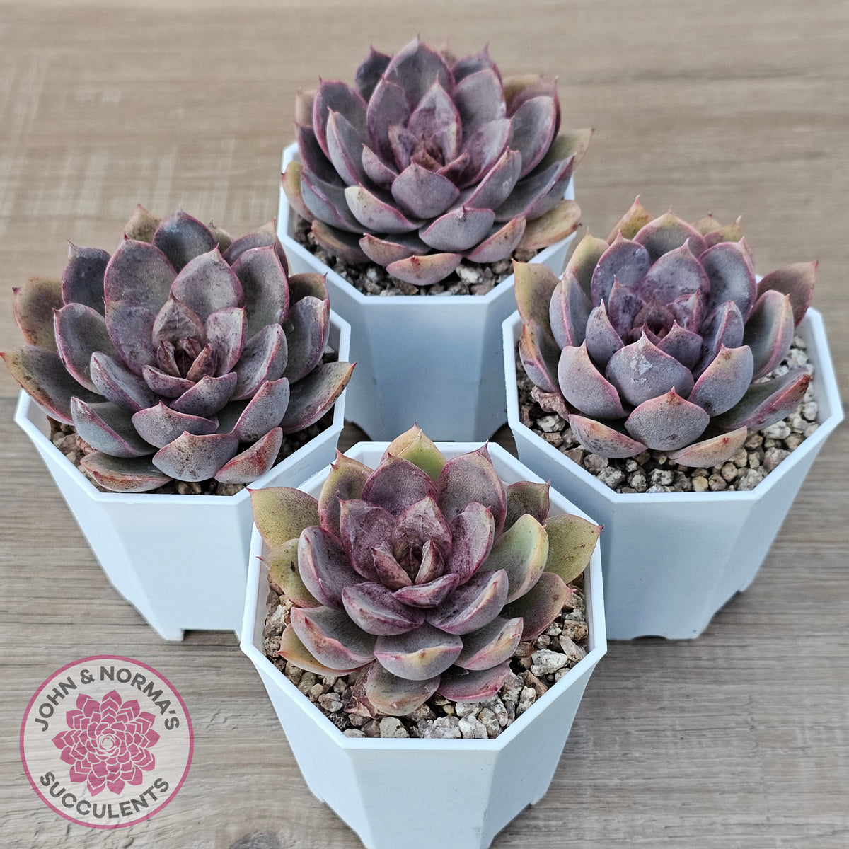 Echeveria 'Purple Rose'