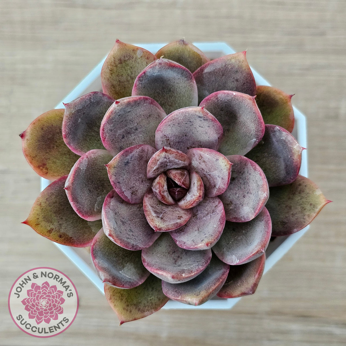Echeveria 'Purple Rose'