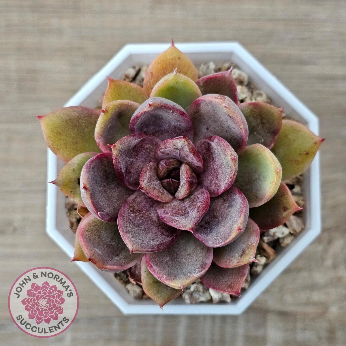 Echeveria 'Purple Rose'