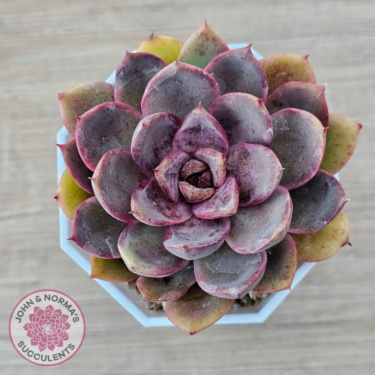 Echeveria 'Purple Rose'
