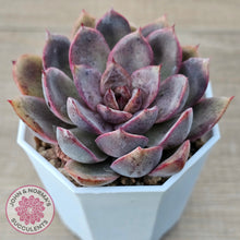 Load image into Gallery viewer, Echeveria 'Purple Rose'