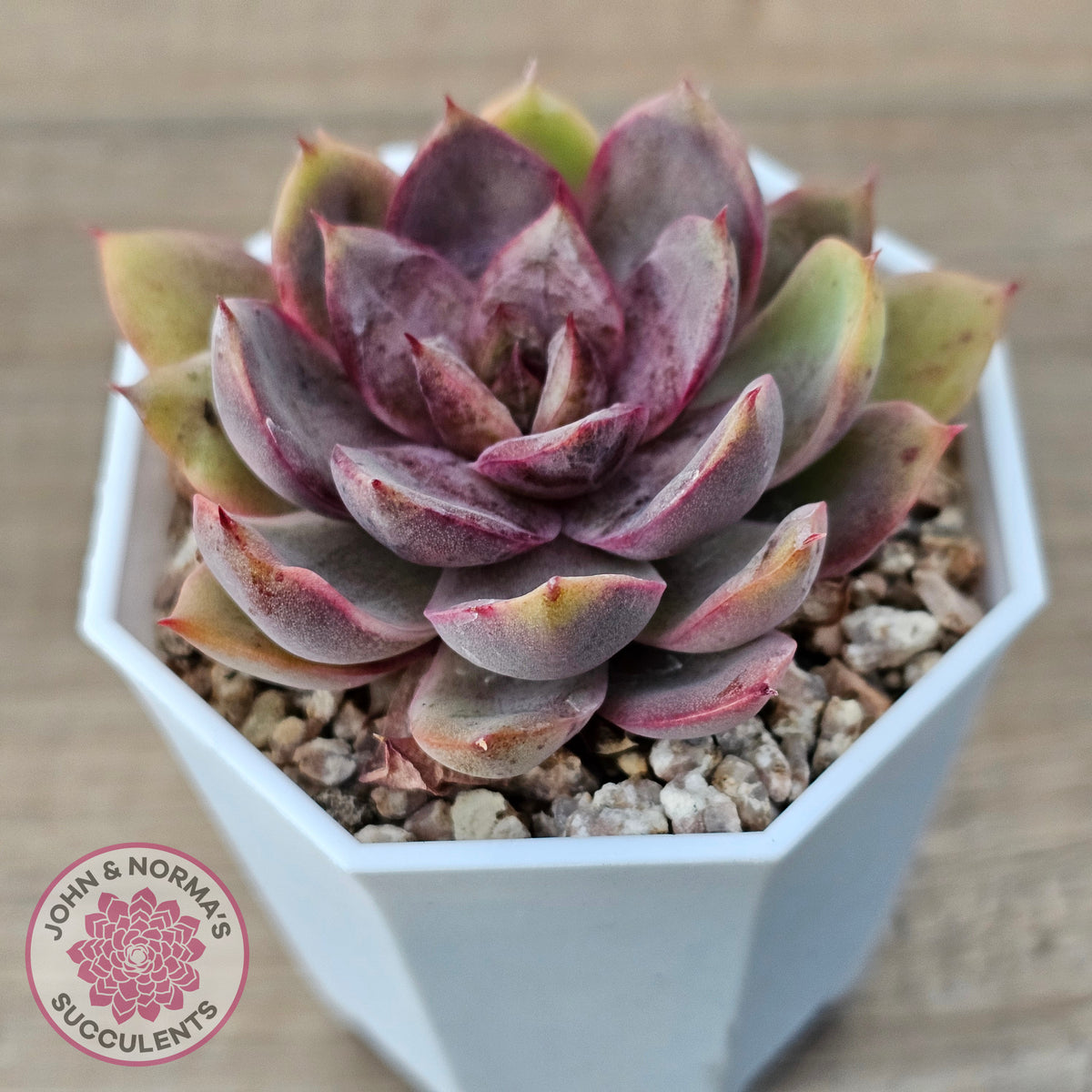 Echeveria 'Purple Rose'
