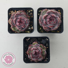 Load image into Gallery viewer, Echeveria 'Purple Rose' - John & Norma's Succulents Australia