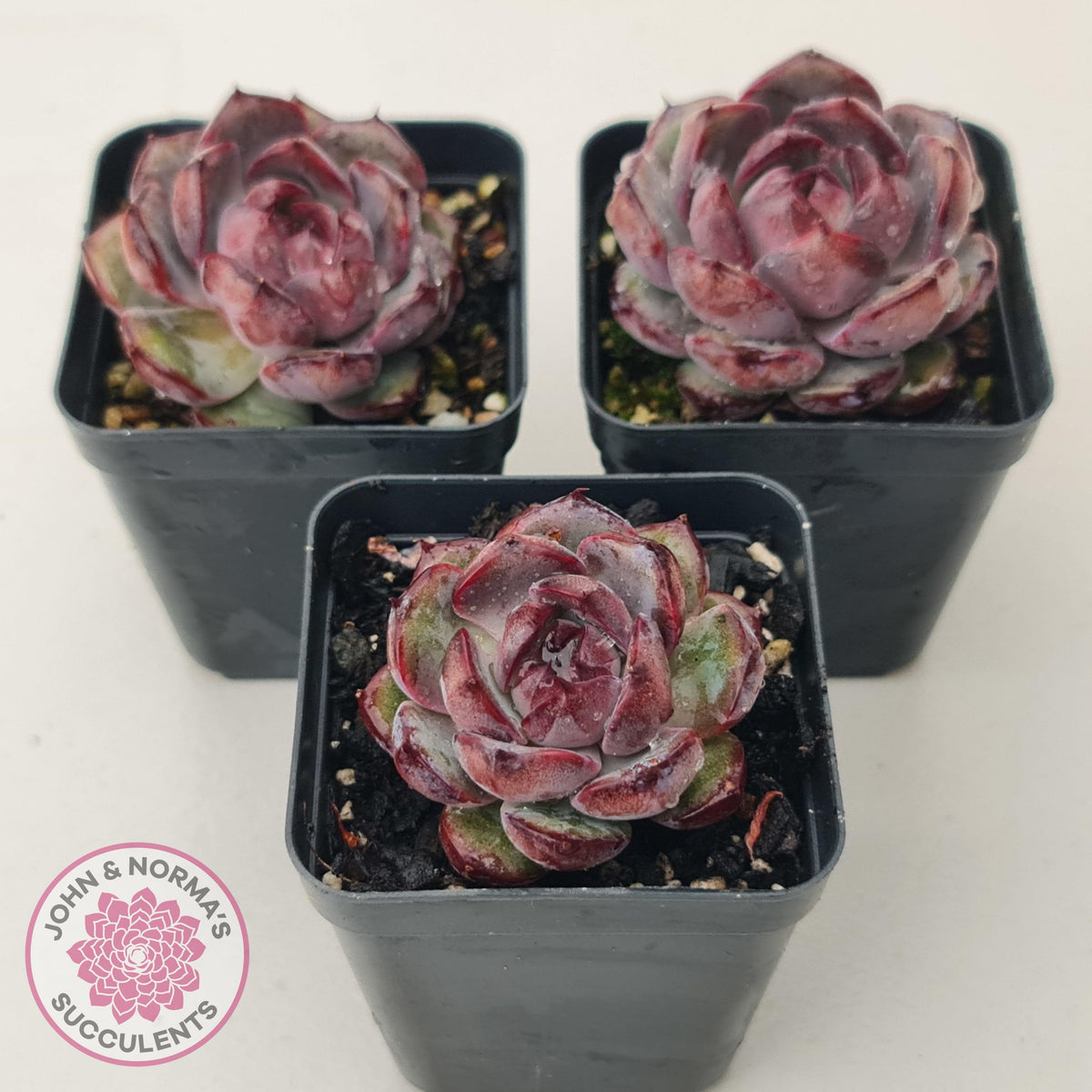 Echeveria 'Purple Rose'